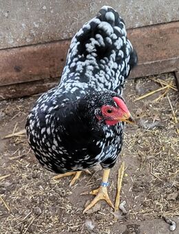 Zwerg Hühner Hennen - Warmsen