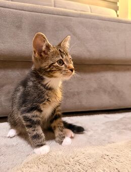 Sofort abgabebereiter, verschmuster Kater (12 Wochen) sucht Katzenkumpel und liebevolles Zuhause! - Wuppertal