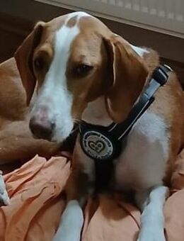 Mirella sucht ihr Für-Immer-Zuhause! - Hagen (Stadt der FernUniversität)