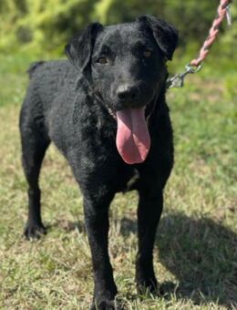 Feiner Bono 💗 Terrier-/Kroat.Schäfi-Mix - Hamburg