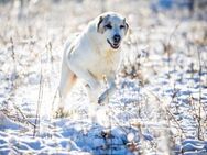 Martino - anhänglicher Herdi sucht! - Salzwedel (Hansestadt) Zentrum