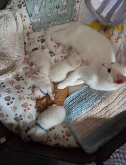 Britisch Kurzhaar / Türkisch Angora Kitten - Dessau-Roßlau