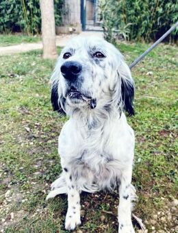 RAPIDE - zauberhafter English Setter.... - Kempen