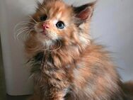 Maine Coon Kitten mit Stammbaum - Hamburg