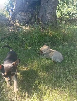 2 Reinrassige Chihuahua Welpen Rüde und Hündin - Wusterhausen (Dosse)