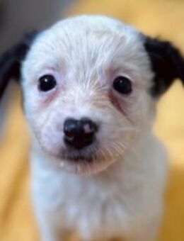 Welpenmaus Mulan 💕 - Kallmünz