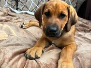 Welpen Großer Schweizer Sennenhund x Rhodesian Ridgeback - Nörvenich
