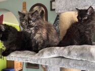 Katzenbabys Persermix - Geisenfeld