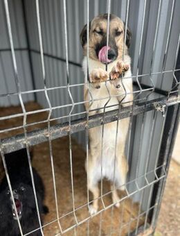 ❣️Griff - lebensfrohes Mädel❣️ - Eislingen (Fils)