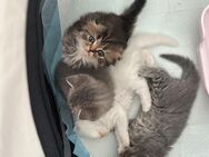 Wunderschöne Perser Kitten in 1 Monaten abzugeben - Berlin Marzahn-Hellersdorf