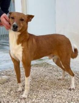 Max- lieber Goldspatz sucht Zuhause - Freudenstadt