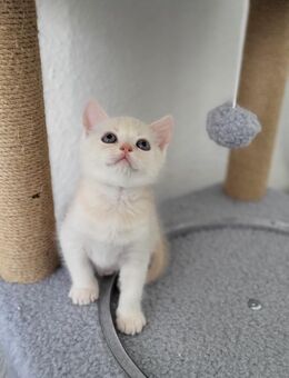 ✨ Britisch Kurzhaar Kater – Creme Point ✨ BKH - Lahr (Schwarzwald)