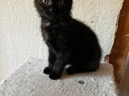 Kitten - Lautenbach