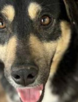 Pieter Parker - der Lustige 🐾 - Elsdorf (Nordrhein-Westfalen)