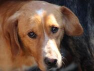 Monty - hübscher Jungrüde - Lohra