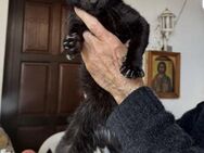 Blacky aus dem Tierschutz - Grevenbroich