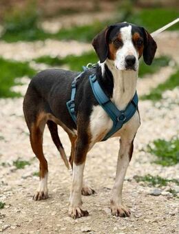 MiRABELLA ist wunderschön 😍 - Mylau