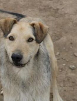 Rohdiamand Faramir sucht dich - Celle