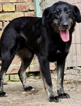 Freundliche DIMA♥️Black&Beautiful‼️ - München