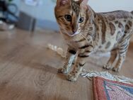 Bengal Katze - Brackenheim