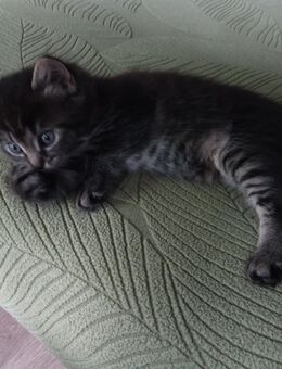 Drei liebe kleine Katzen suchen ein Zuhause! - Erkelenz