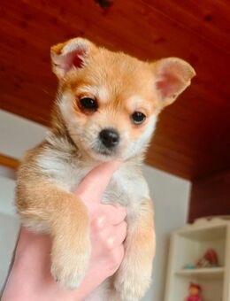 Chihuaha-Malteser Welpe in liebe Hände abzugeben - Langenfeld (Rheinland) Zentrum