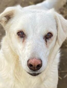 Lighty, geb. ca. 12/2021, GRIECHENLAND - Euskirchen