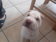 Zwei zauberhafte Shar-pei suchen ihr Für-immer-Zuhause - Sebnitz