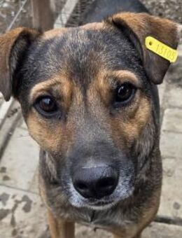 BEN-super lieber TRAUMHUND - Rösrath