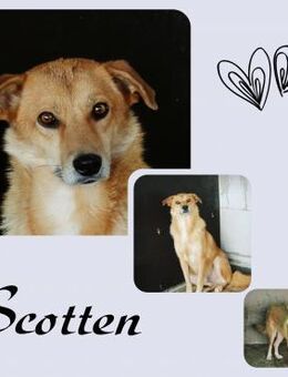Scotten - Köln