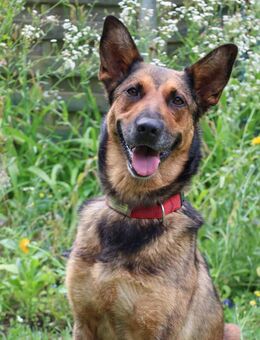 Shawny - Schäfer-Mix - 7 Jahre - Tierhilfe Franken e.V. - Lauf (Pegnitz) Zentrum