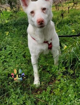 Albino sucht sein Glück - Talkau