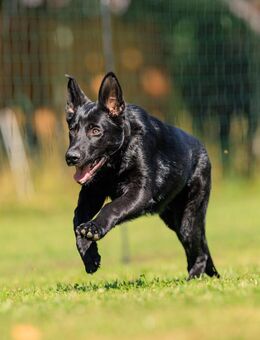 DSH Rüde, 6 Monate sucht neues Zuhause - Westerburg