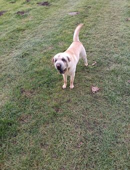 Hallo ich bin die Bella - Stavenhagen (Reuterstadt)