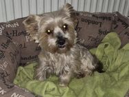 💞Molly 💞9-jährige Yorkshire Terrier - Kassel