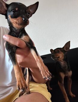 Chihuahua - Mainz