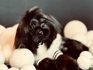 Shi tzu Welpen