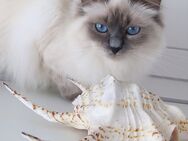 Heilige Birma Kitten mit Stammbaum ÜBERGABE 21-22 Juni 2025 - Vechelde