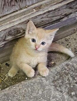 Kitten in rot (kleine Teufel) - Beckedorf