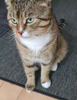 Wunderschöne europäisch katze - Berlin Neukölln