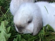 Mini Lop, Kaninchen - Bad Segeberg