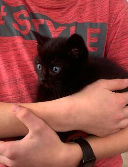 Kleiner Kater sucht ein Zuhause - Verl