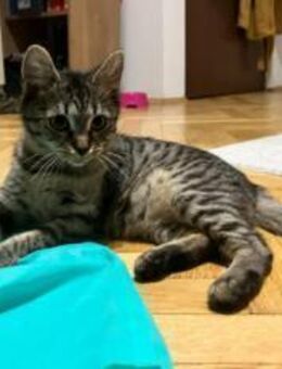 Schmusetiger Shiba - München