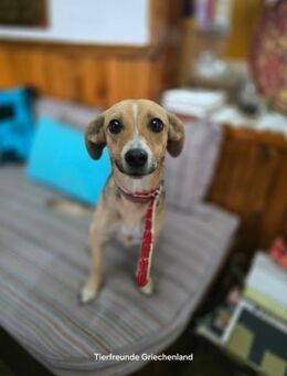Lizzy - Recklinghausen