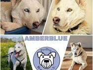 AMBERBLUE -freundlich & unkompliziert- - Duisburg