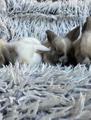 Zwergkaninchen Miniloop Zwergwidder Schlappohrkaninchen Kaninchen in 49393