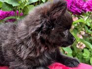Sehr süße Pomchiwelpen(Pomeranian Zwergspitz x Chihuahua) - Harburg (Schwaben)