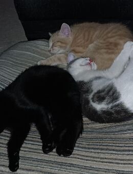 im Moment alle 3 reserviert ✨ Drei süße Babykater "Heilige 3 Könige" – geboren am 15.09.2025 – ab 08.12.2025 abzugeben ✨ - Hanau (Brüder-Grimm-Stadt) Großauheim