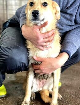 Schüchterne, tolle Suri sucht Erfahrene - Berlin