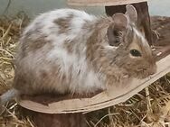 Degu-Gruppe aus Notfalladoption, einschließlich Jungtiere - Bad Sooden-Allendorf